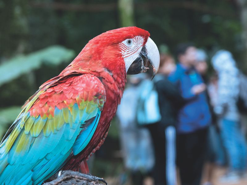 PACOTE PARA FOZ DO IGUAÇU