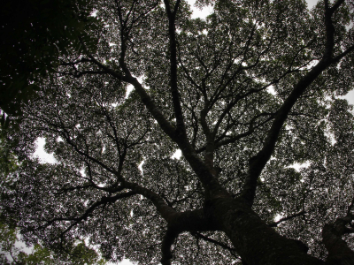 Trilha Floresta da Tijuca 07