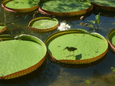 PAQUETE HOTEL DE SELVA EN AMAZONAS 