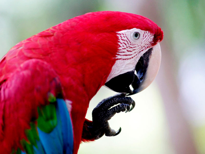 PACOTE PARA AMAZÔNIA