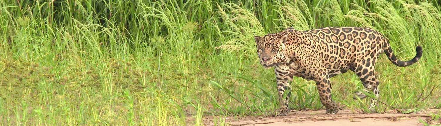 Pantanal Wildlife Tour 5 Days Cuiaba Nattrip