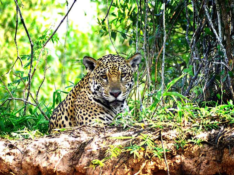 Pacote Rio Foz e Pantanal - Brasil