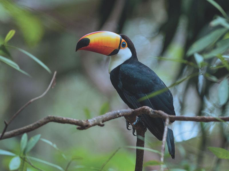 Pacote Rio Foz e Pantanal - Brasil