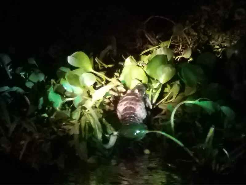 Paquete Río Foz y Pantanal - Brasil