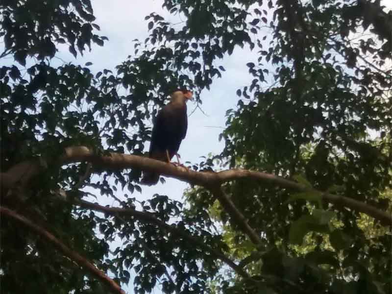 Paquete Río Foz y Pantanal - Brasil