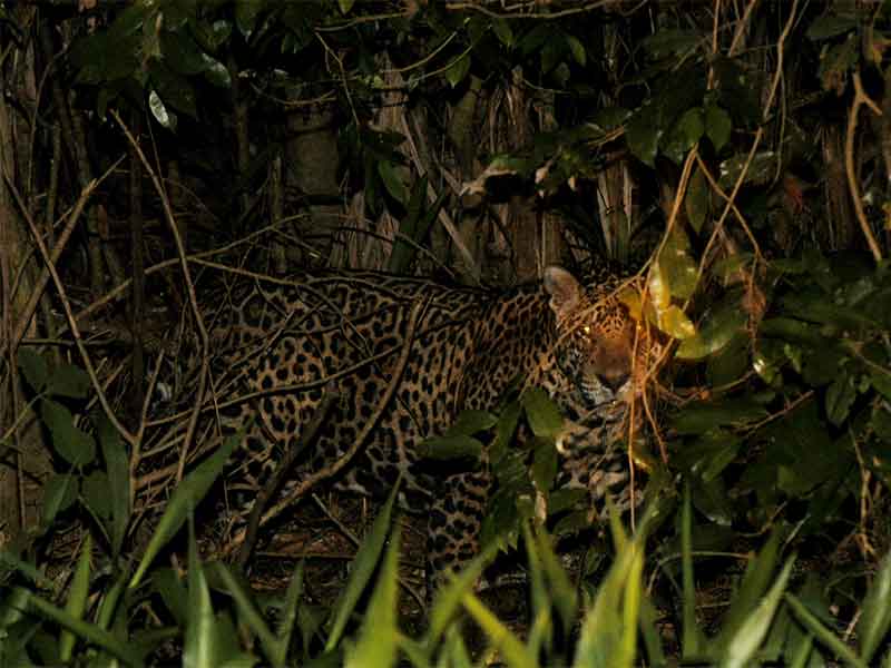 Paquete Río Foz y Pantanal - Brasil