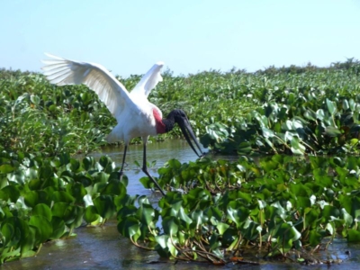 Pacote para o Pantanal