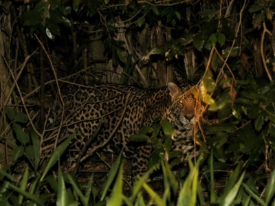 Pacote para o Pantanal 