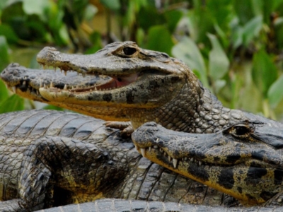 Pacote para o Pantanal