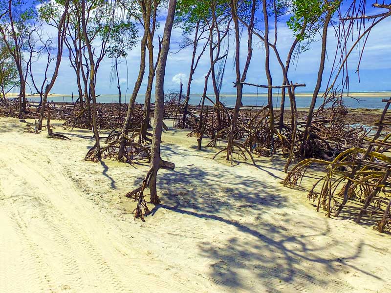 Viagem para Jericoacoara Mangue Seco