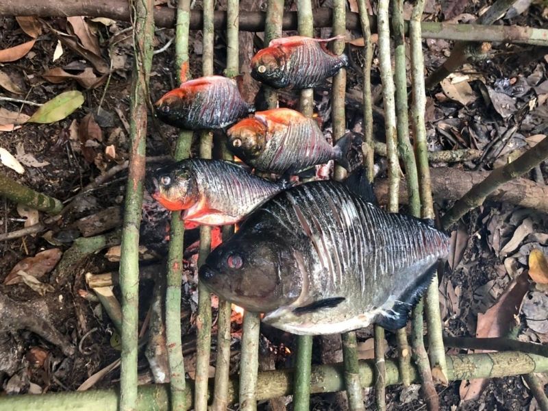 Pacote Vivência Selvagem na Amazônia