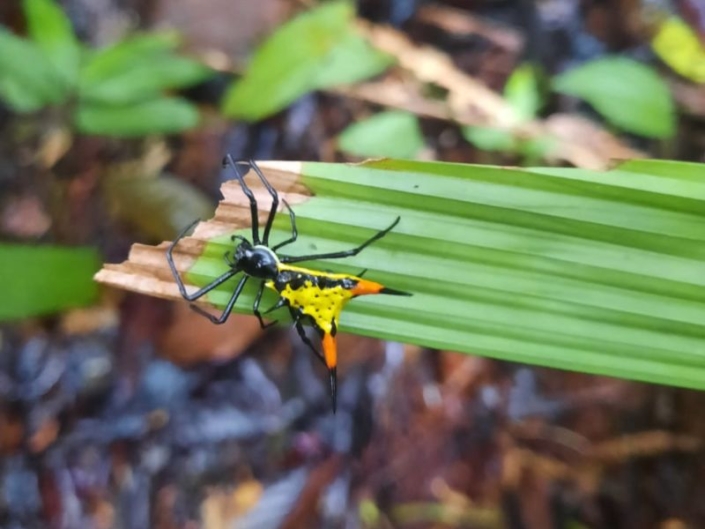 PAQUETE DE EXPEDICIÓN EN EL AMAZONAS