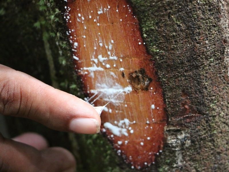 PAQUETE DE EXPERIENCIA DE SUPERVIVENCIA EN LA AMAZONÍA