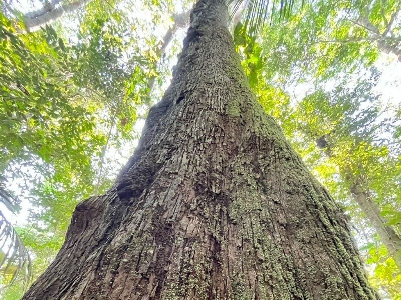 PAQUETE DE EXPERIENCIA DE SUPERVIVENCIA EN LA AMAZONÍA