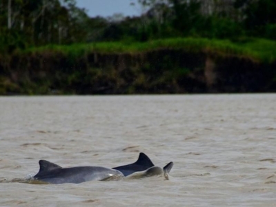 PACKAGE RIO FOZ AND AMAZON RAINFOREST