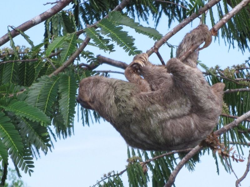 Package Rio and Amazon Rainforest - Brazil