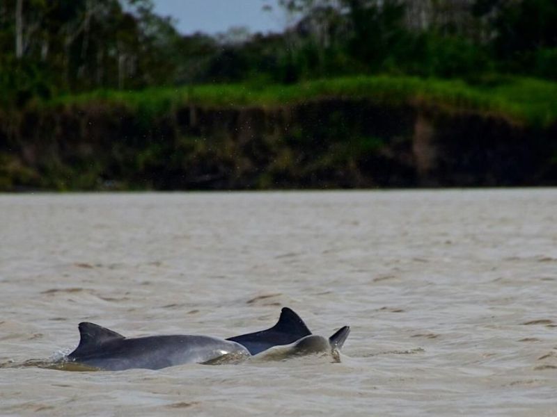 Paquete Río y Amazonía - Brasil